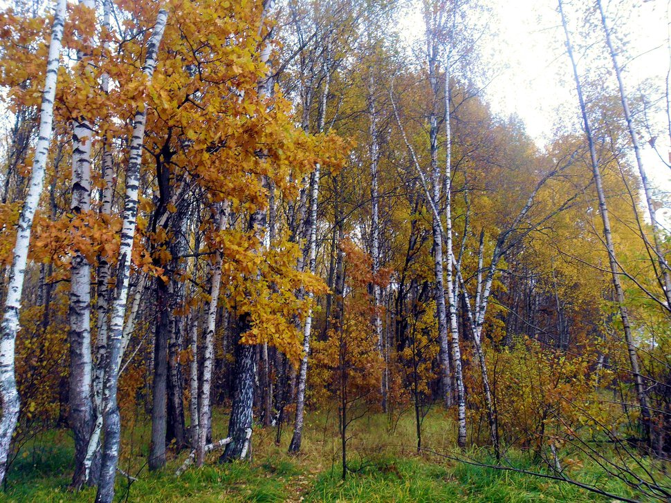 Предзимье,глубокая осень