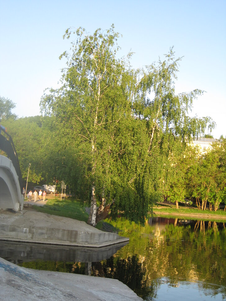 Берёзка