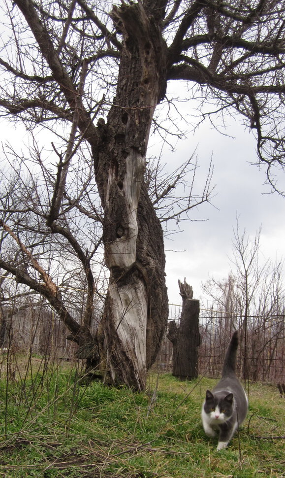 Март. Дерево. Кошка