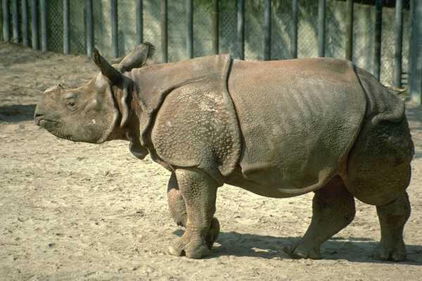 Молодой носорог