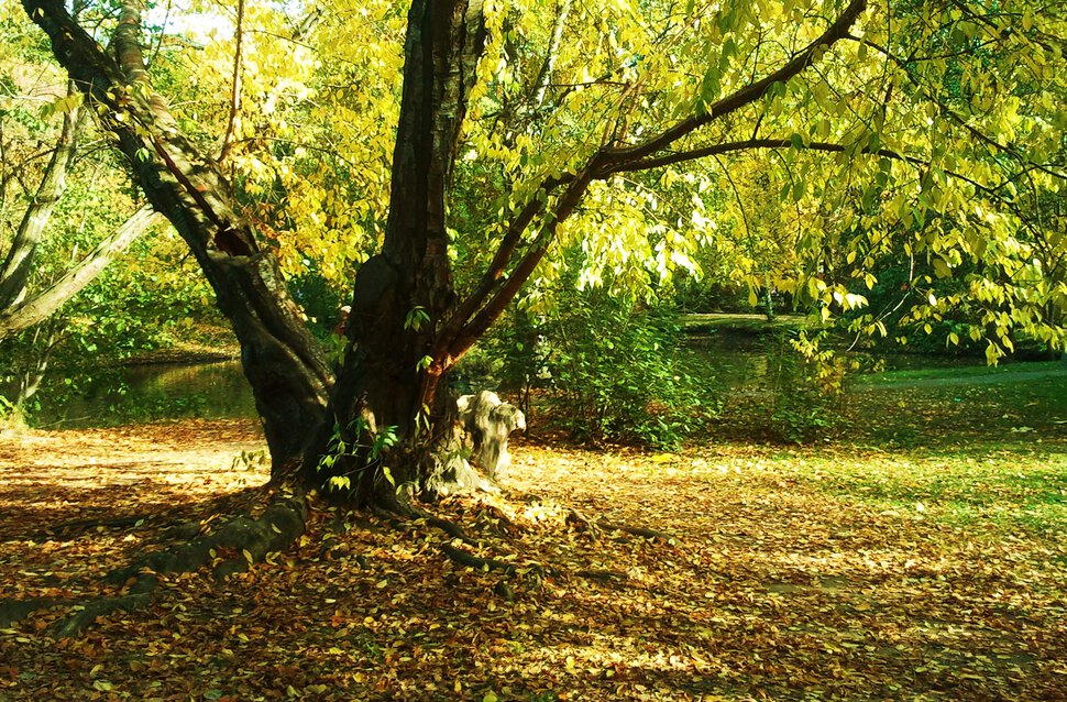 Под кроной