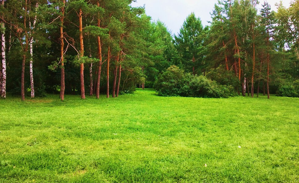 В сочной летней зелени