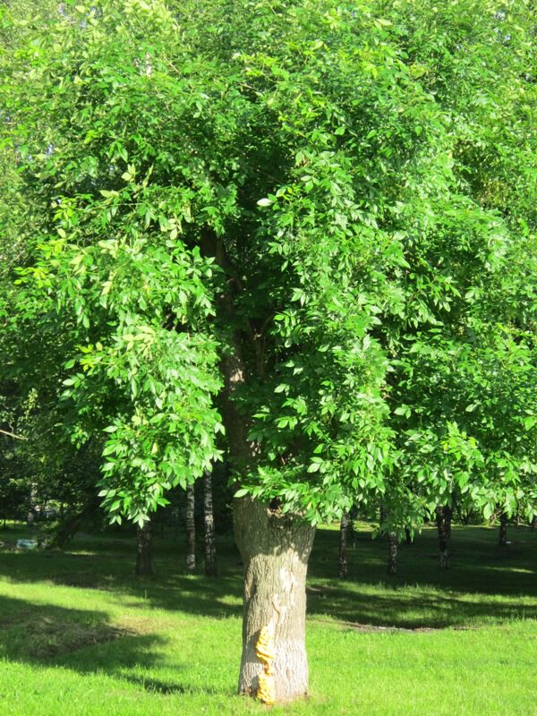 Зелёное дерево
