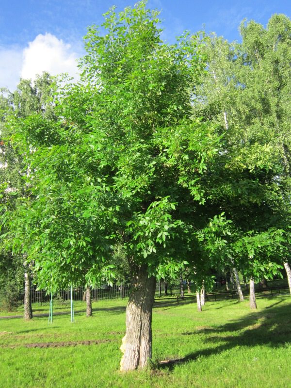 Зелёное дерево
