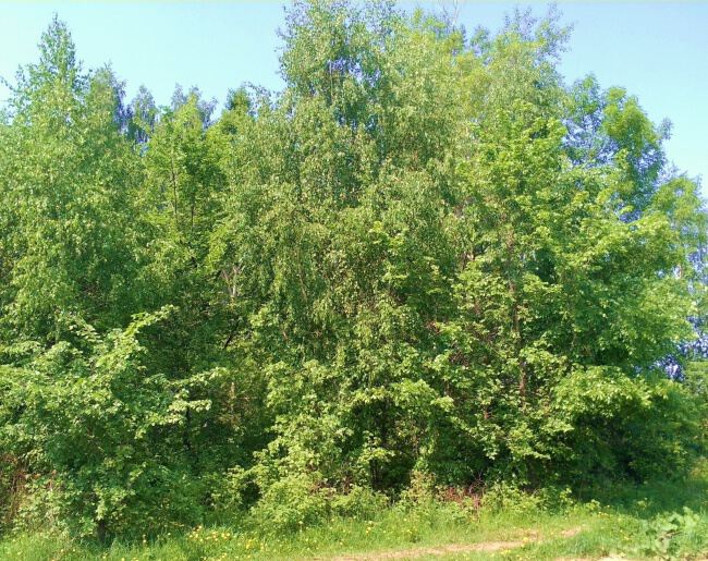 На природе