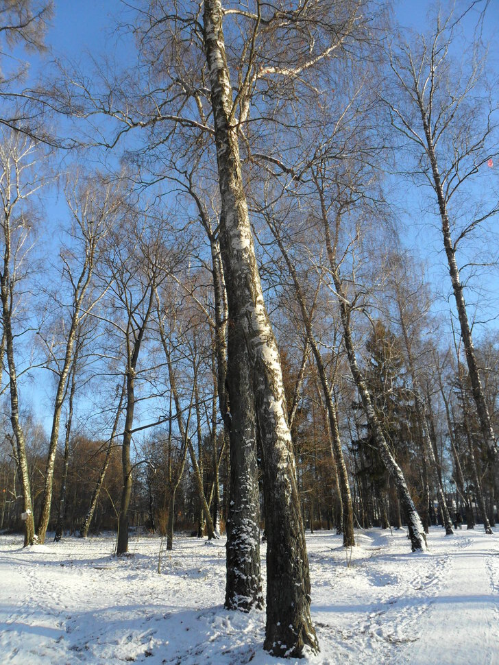 Зима в Барышевской роще-II