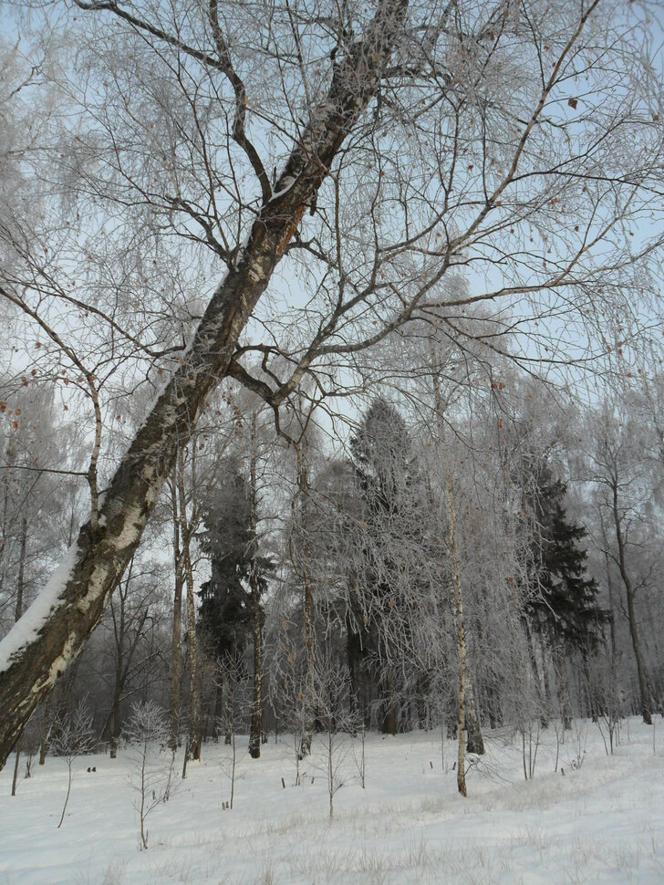 Зима в Барышевской роще-II