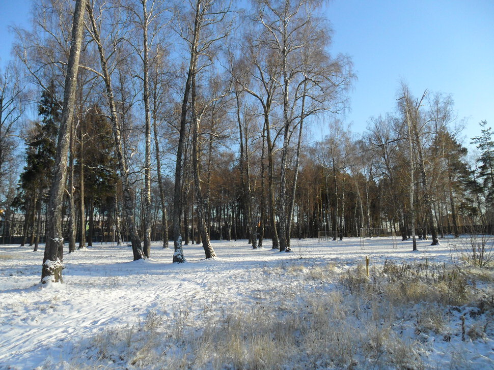 Зима в Барышевской роще-II
