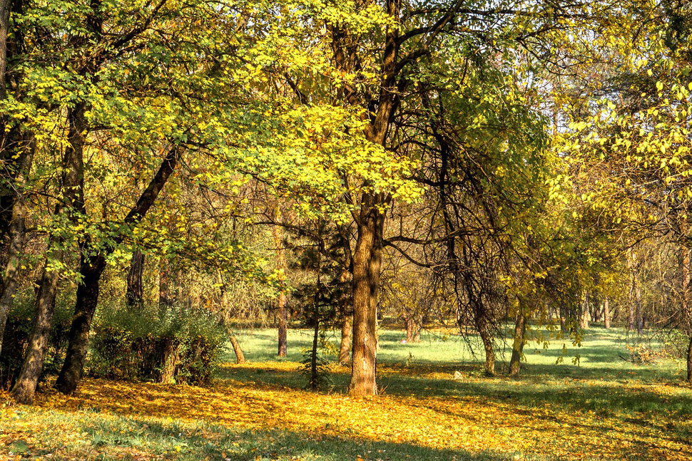 По осеннему парку