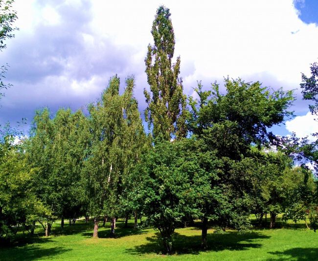 С природой