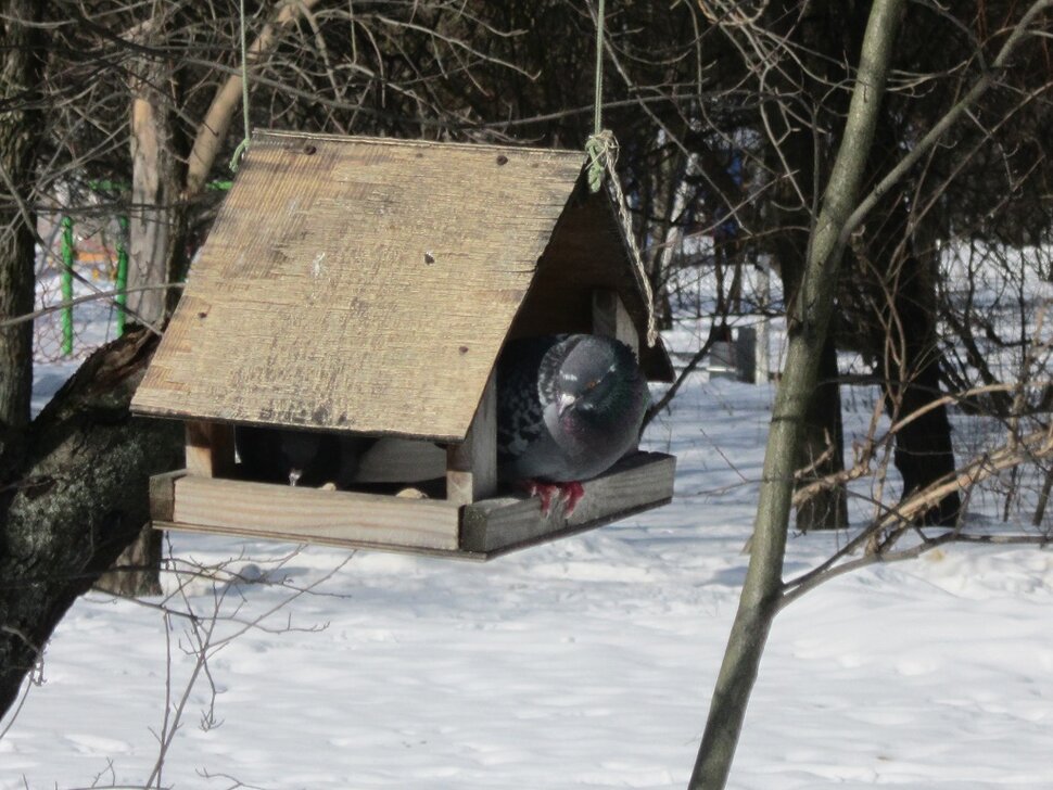 Голубь в кормушке