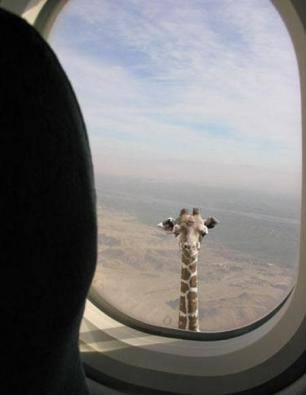 Изысканный жираф