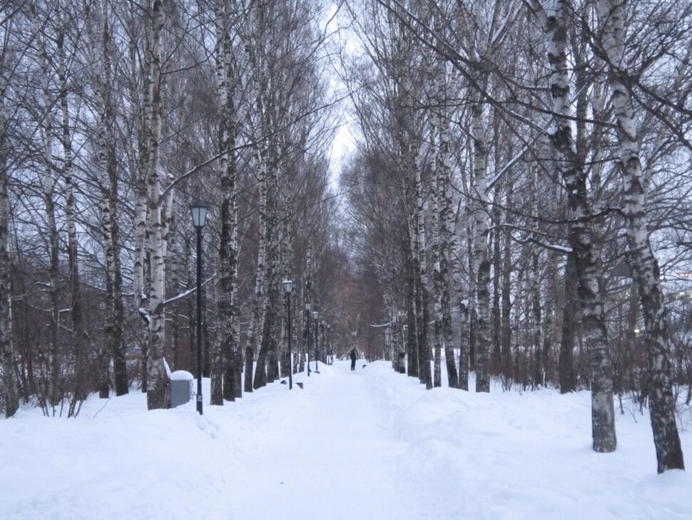 Берёзовая аллея в феврале