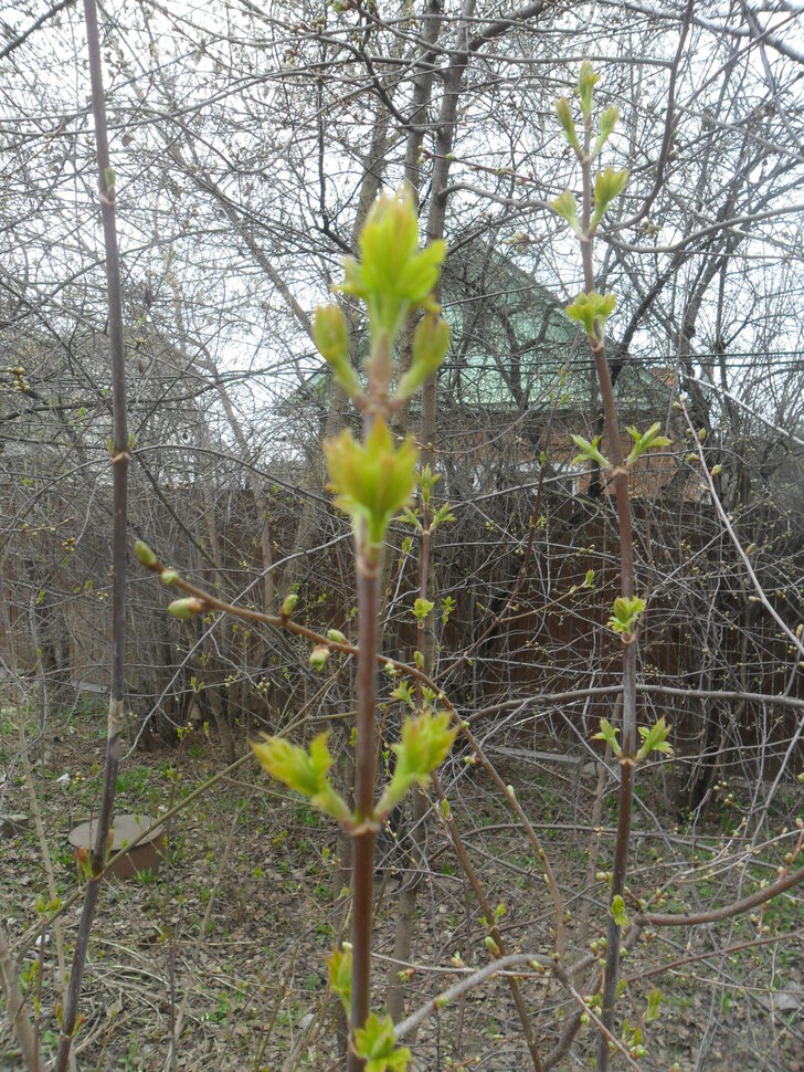 Der April,den April,was er will?