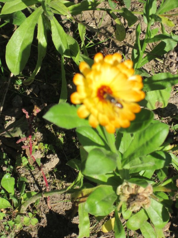 Дружат пчёлка и цветок