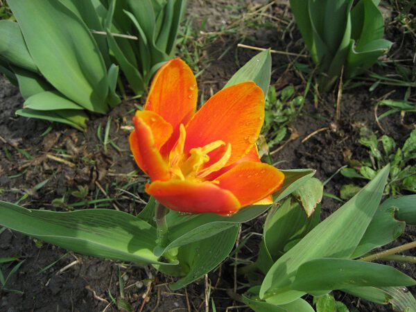 Мартовский тюльпан