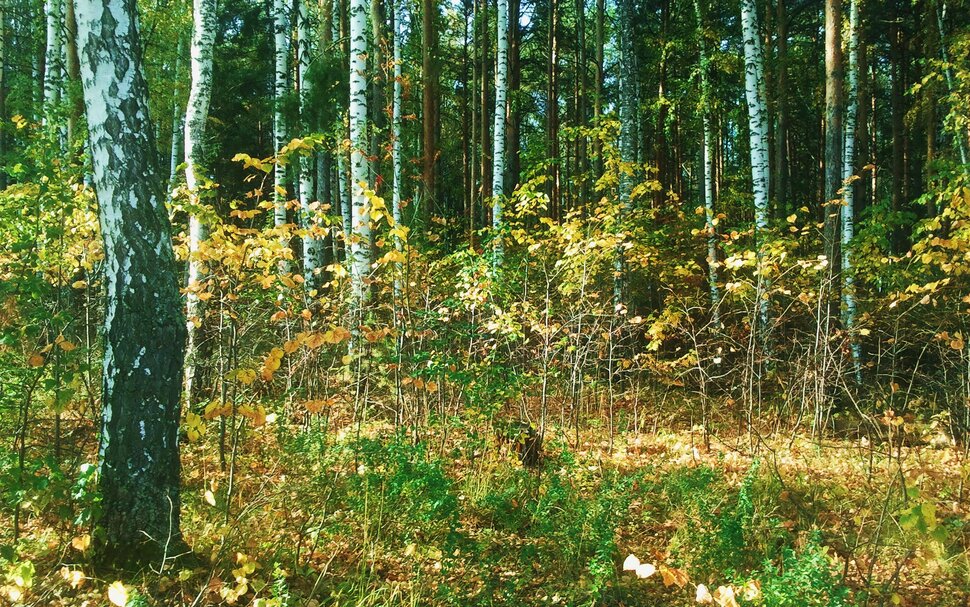 Осень