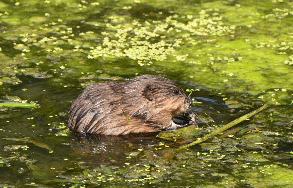 водяная крыса