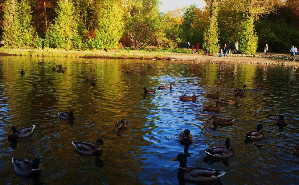 Осень с утками