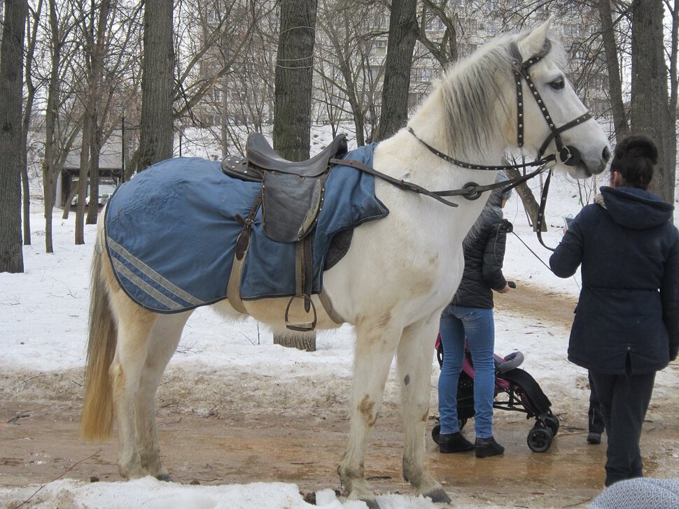 Белая лошадь