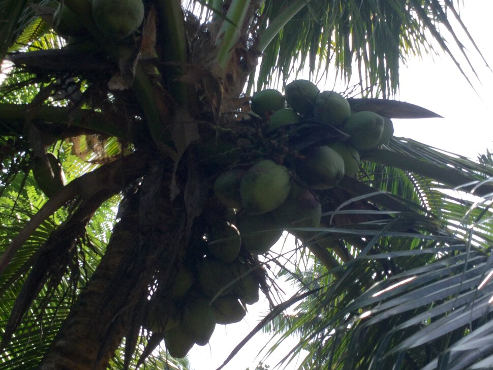 Два кокоса