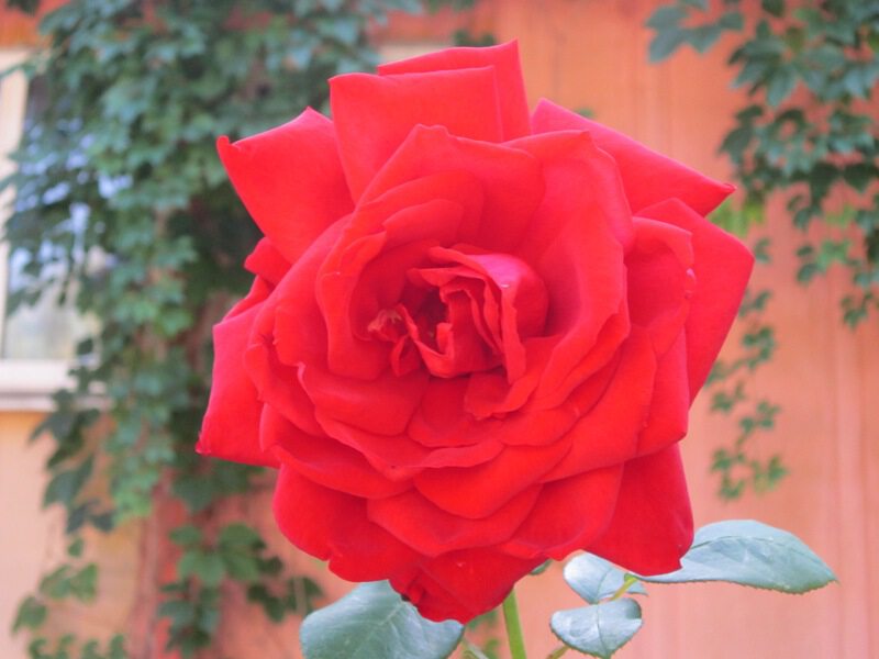 Красная роза