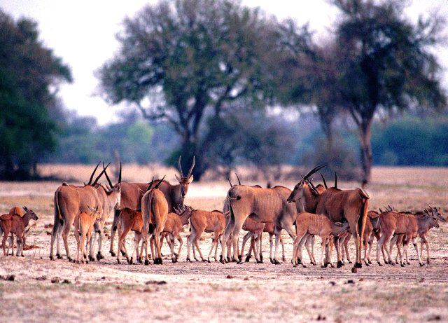 Фото антилопы