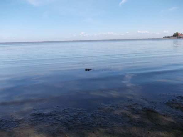 Петергоф Залив - уточка на воде