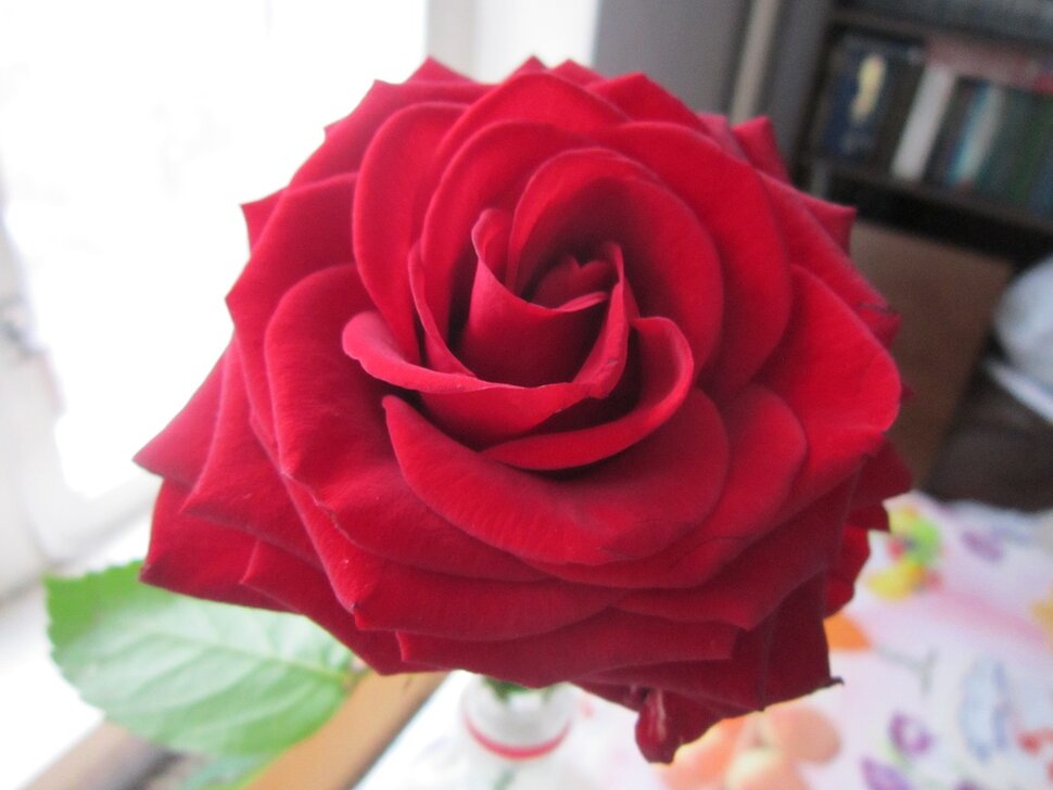 Роза красная моя