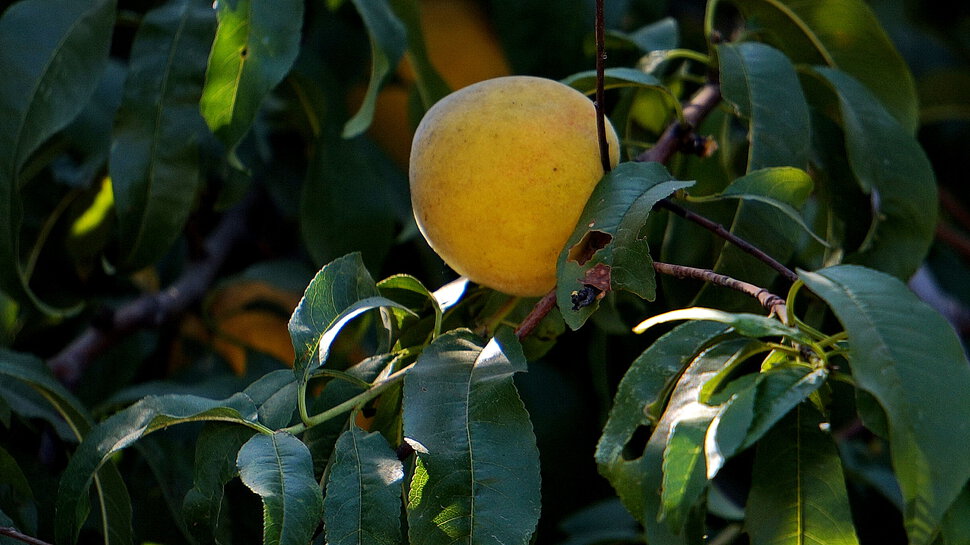 Созрели персики с саду у тёти Вали
