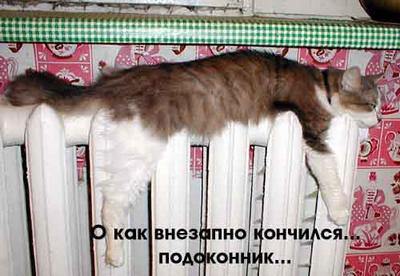 Приключения кота