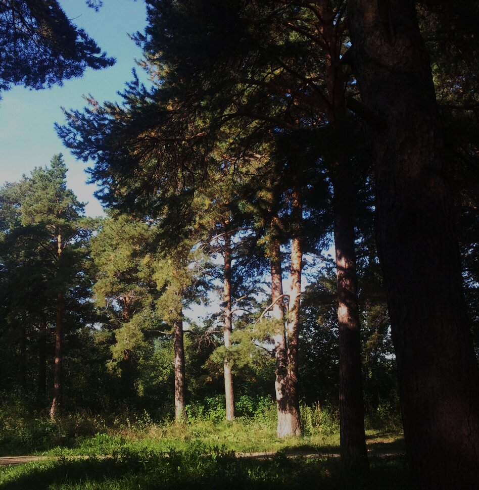 В лесочке