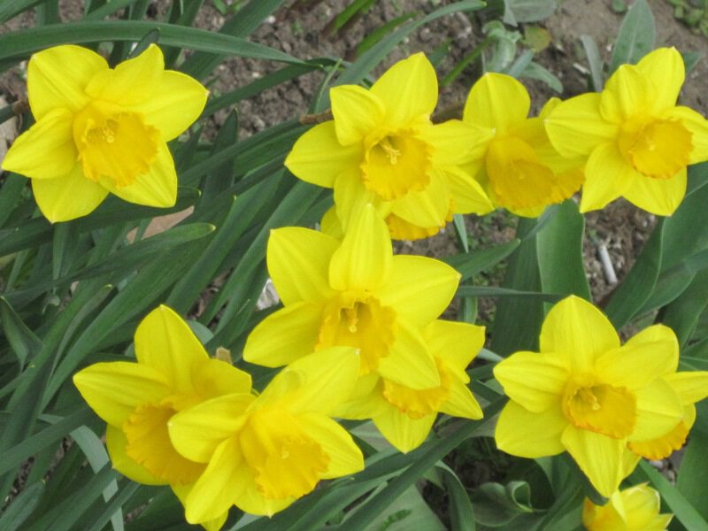 Жёлтые цветы апреля