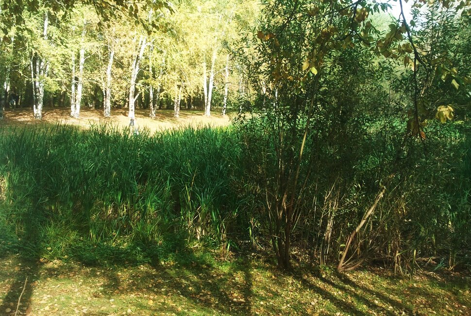 По лесочку