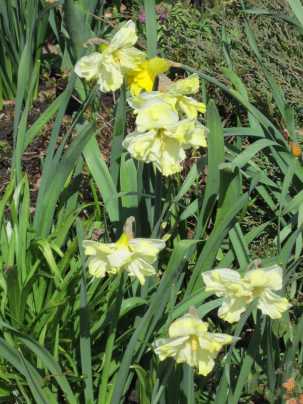 Жёлтые цветы апреля