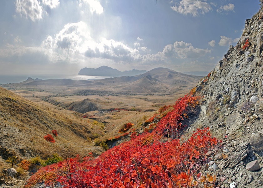 осенние наряды скумпии