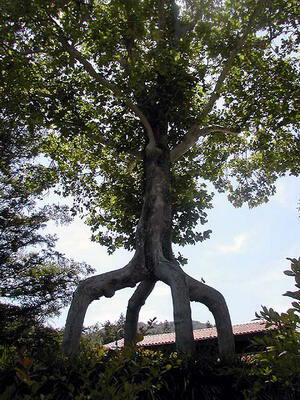 Странное дерево