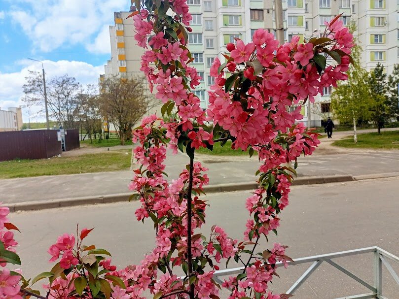 Яблони цвет