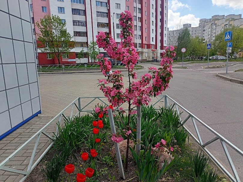Яблони цвет