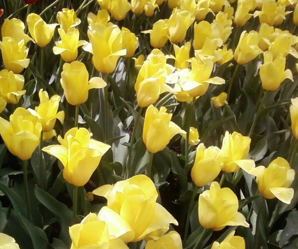 Жёлтые тюльпаны