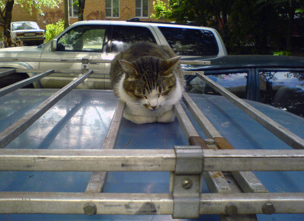 Багажник для котов