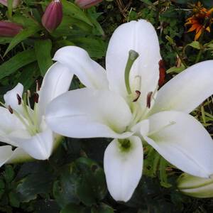 Белая лилия, последняя стадия - Фото Дом Солнца