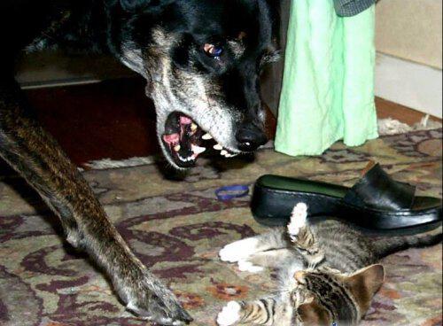 Cмешные картинки собак и кошек