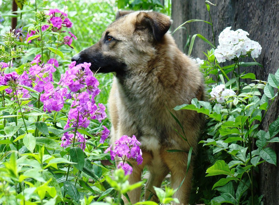 Мой Тузя нюхает цветы