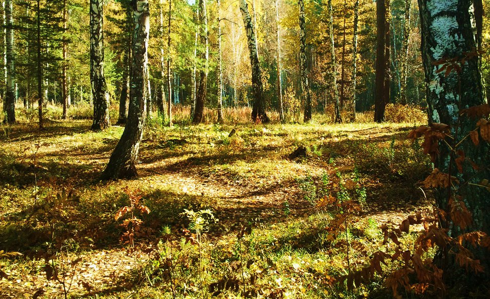 Разгулялась осень