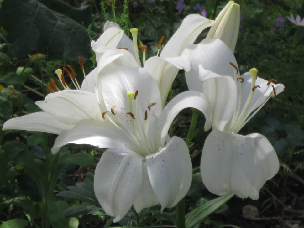 Нежный белый цветок