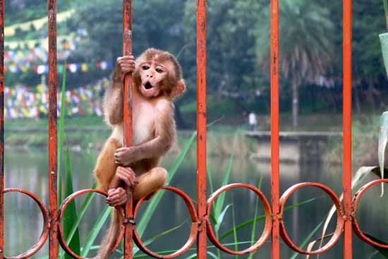 Осторожно обезьянки