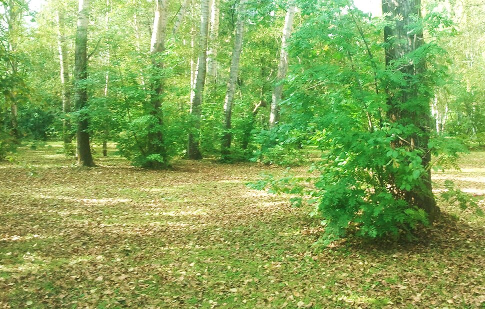 В лесочке