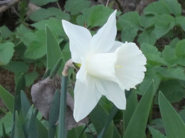Белый цветок весны