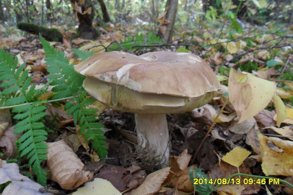 Белый летний гриб